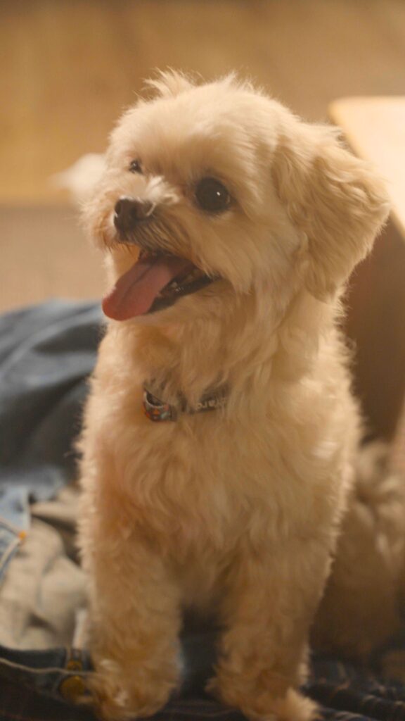 11 - 縦型ショートドラマなら GOKKO Inc.|ごっこ倶楽部 Small fluffy beige dog standing indoors, mouth open and tongue out, wearing a collar.